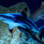 Rekin w Oceanarium w Kołobrzegu