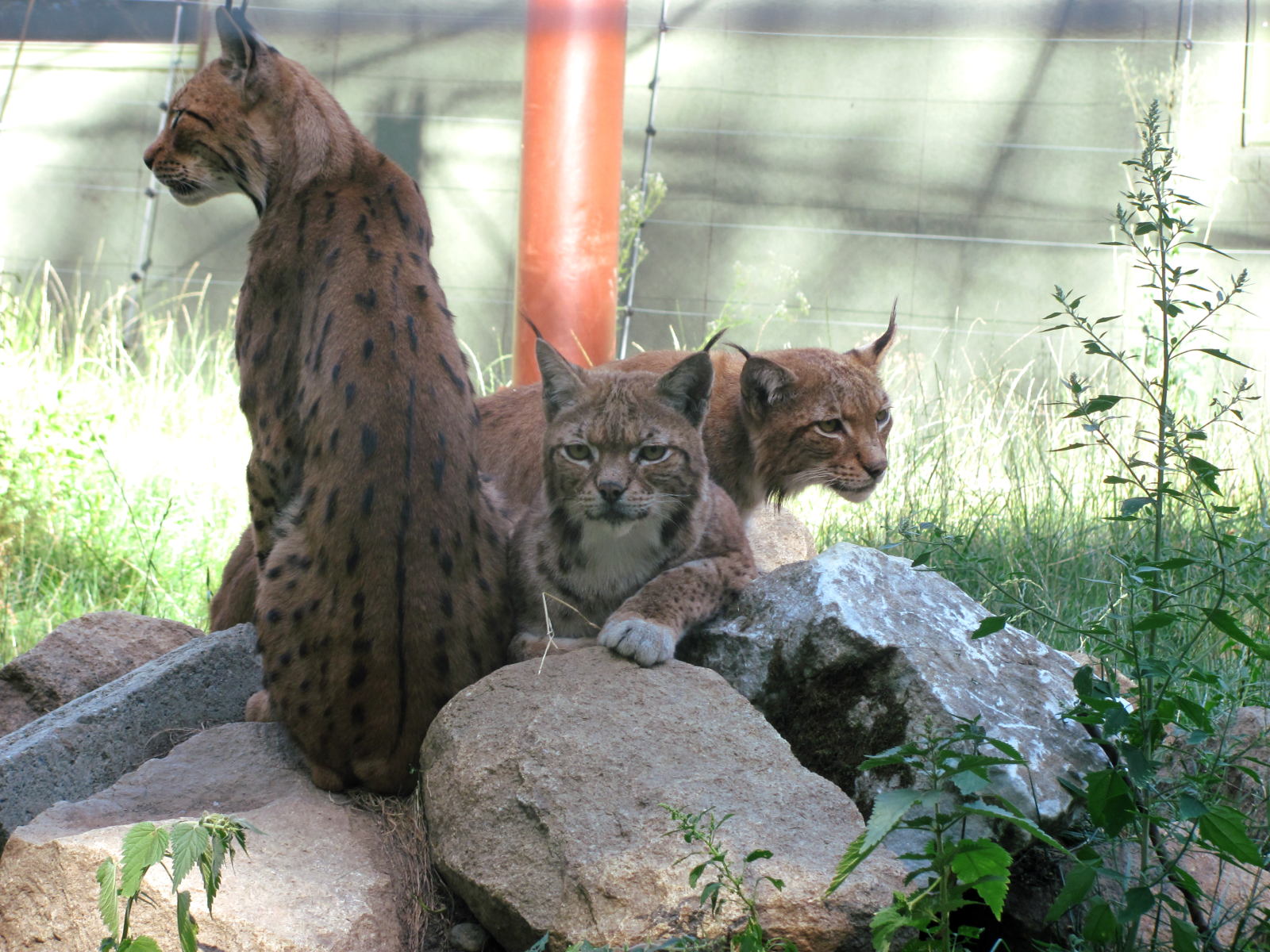 Zoo Targu Mureș Cea Mai Frumoasă Grădină Zoologică Din Romania