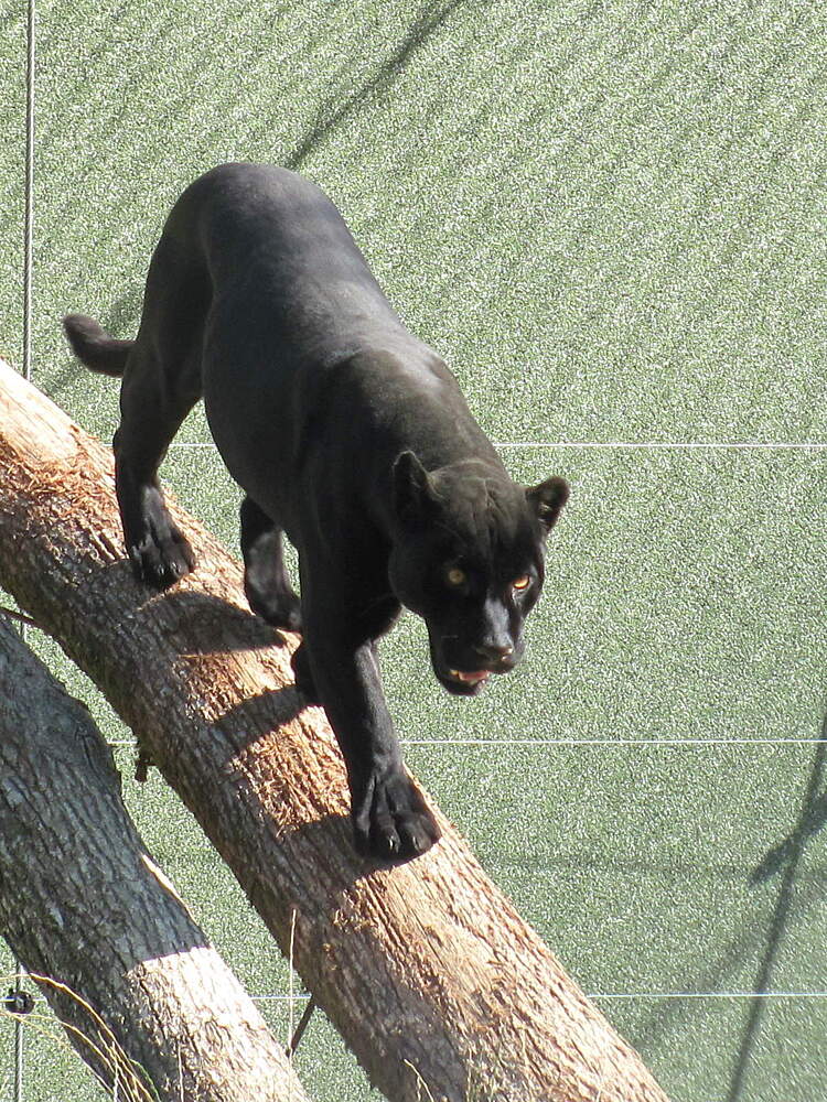 Targu Mureș Zoo Targu Mures Tourist Attractions Tropter Com