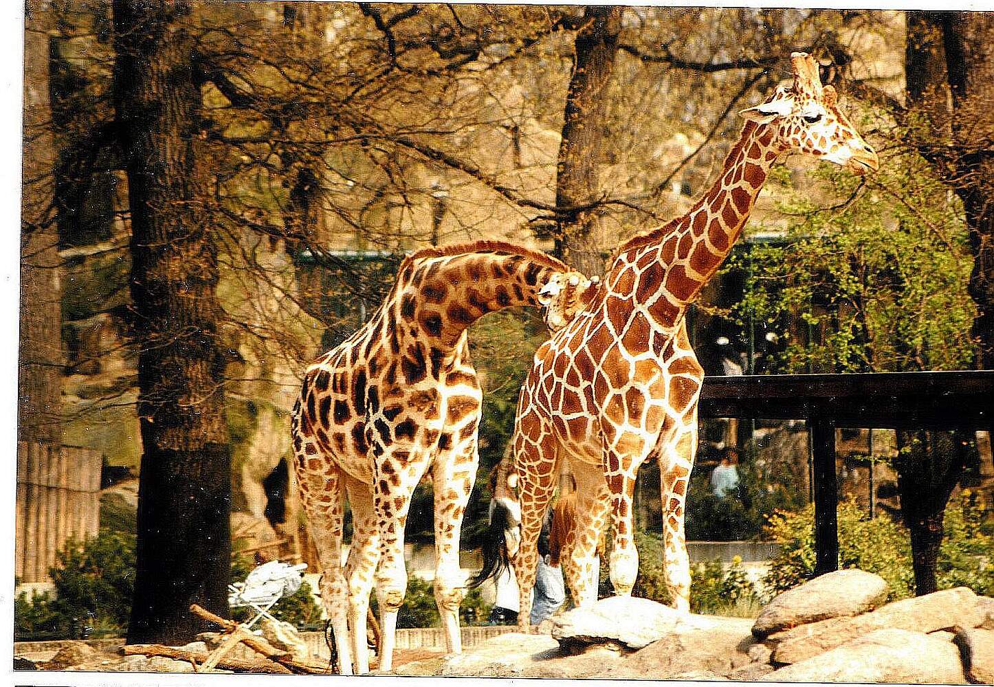 Berlin Zoo Berlin Tourist Attractions Tropter Com