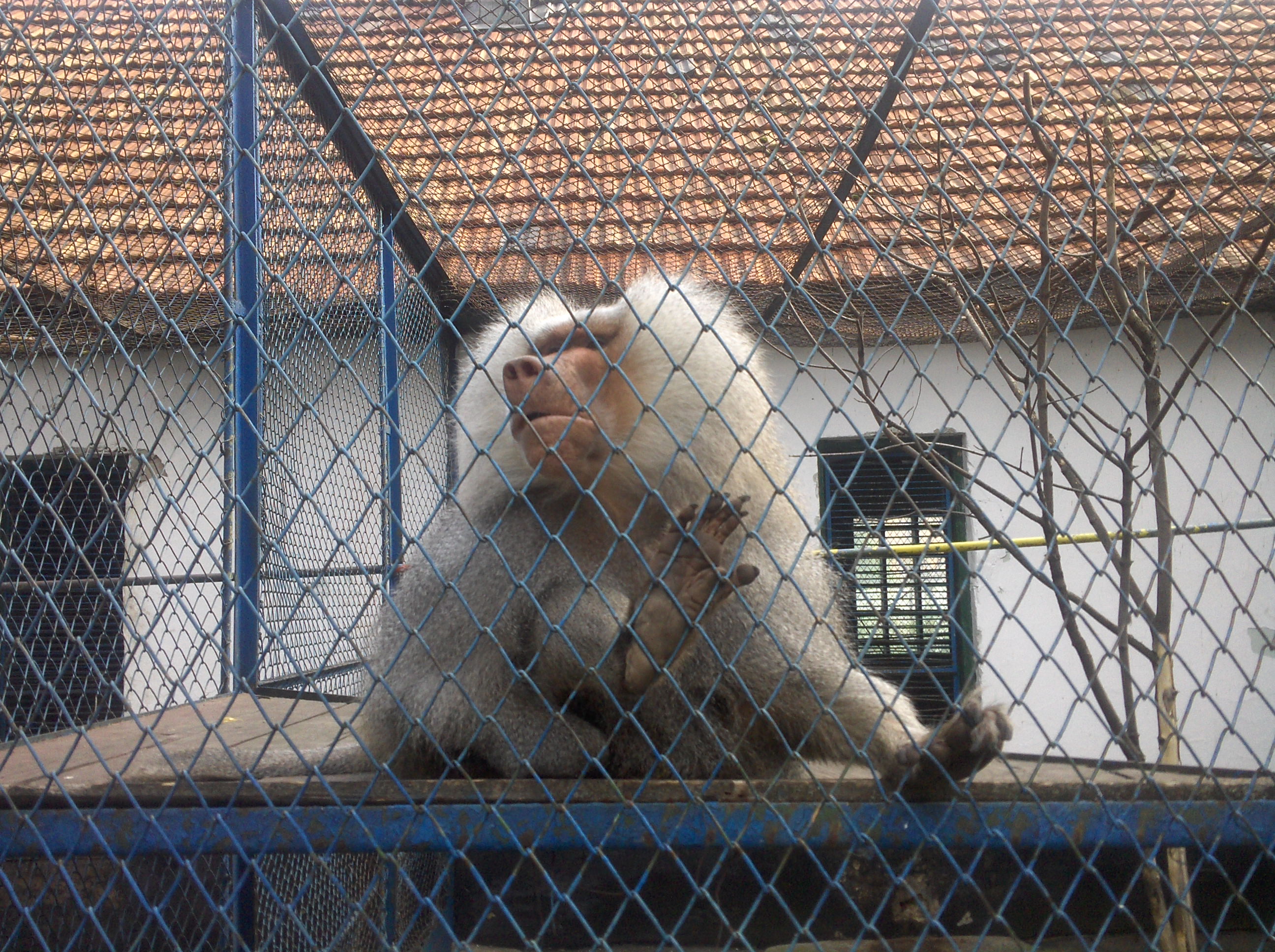 Zoo Rădăuți Tourist Attractions Tropter Com