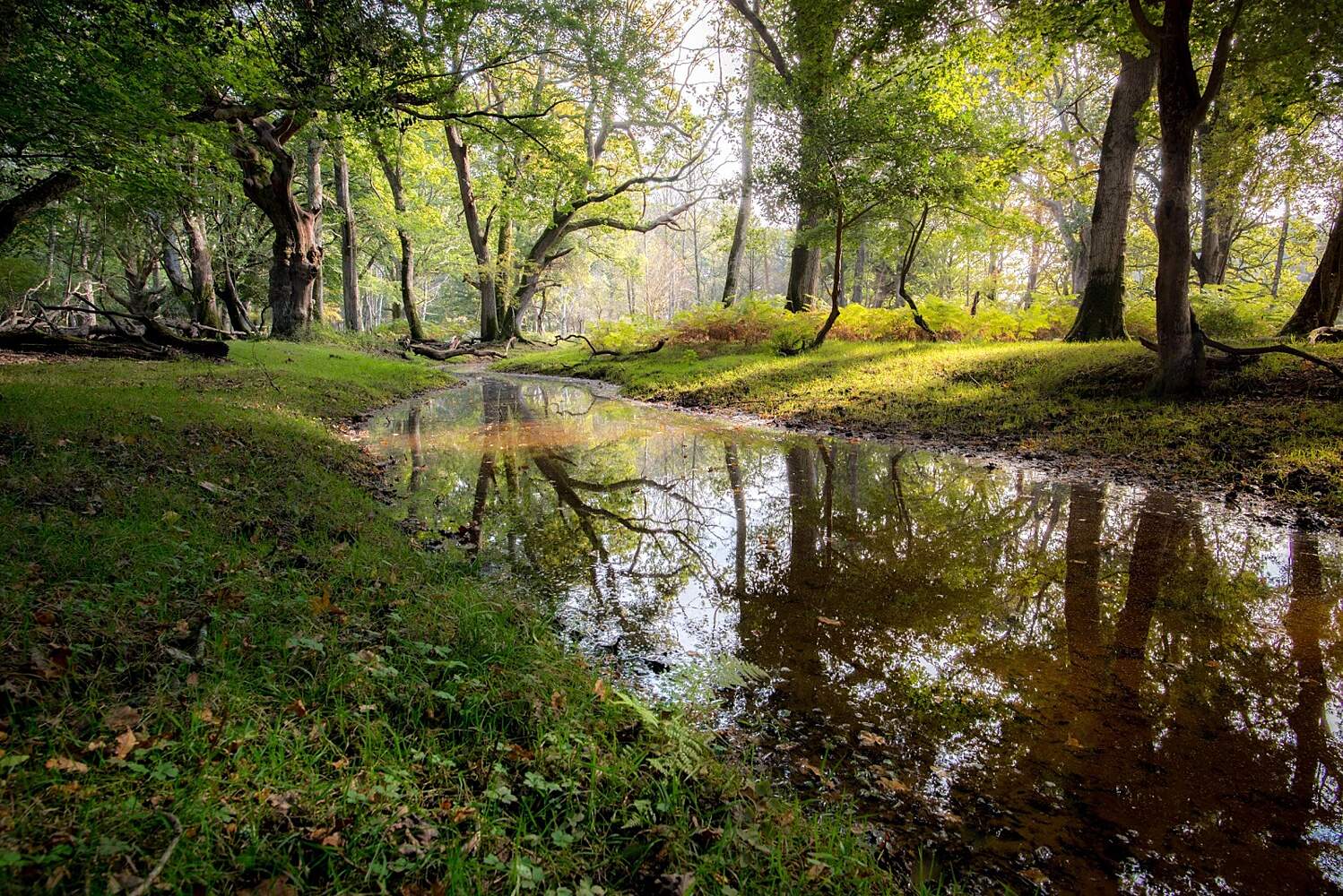 New Forest National Park Lyndhurst Tourist Attractions Tropter Com
