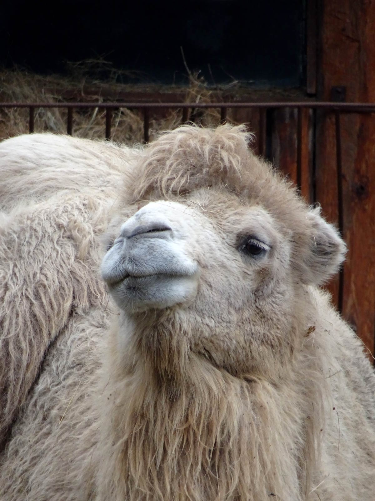 Zoo Bucharest Bucharest Tourist Attractions Tropter Com