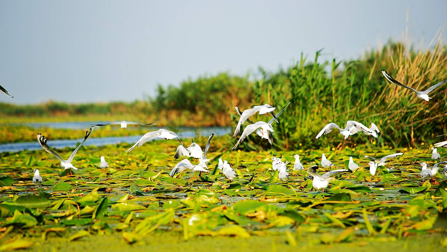Danube Delta Chilia Veche Tourist Attractions Tropter Com