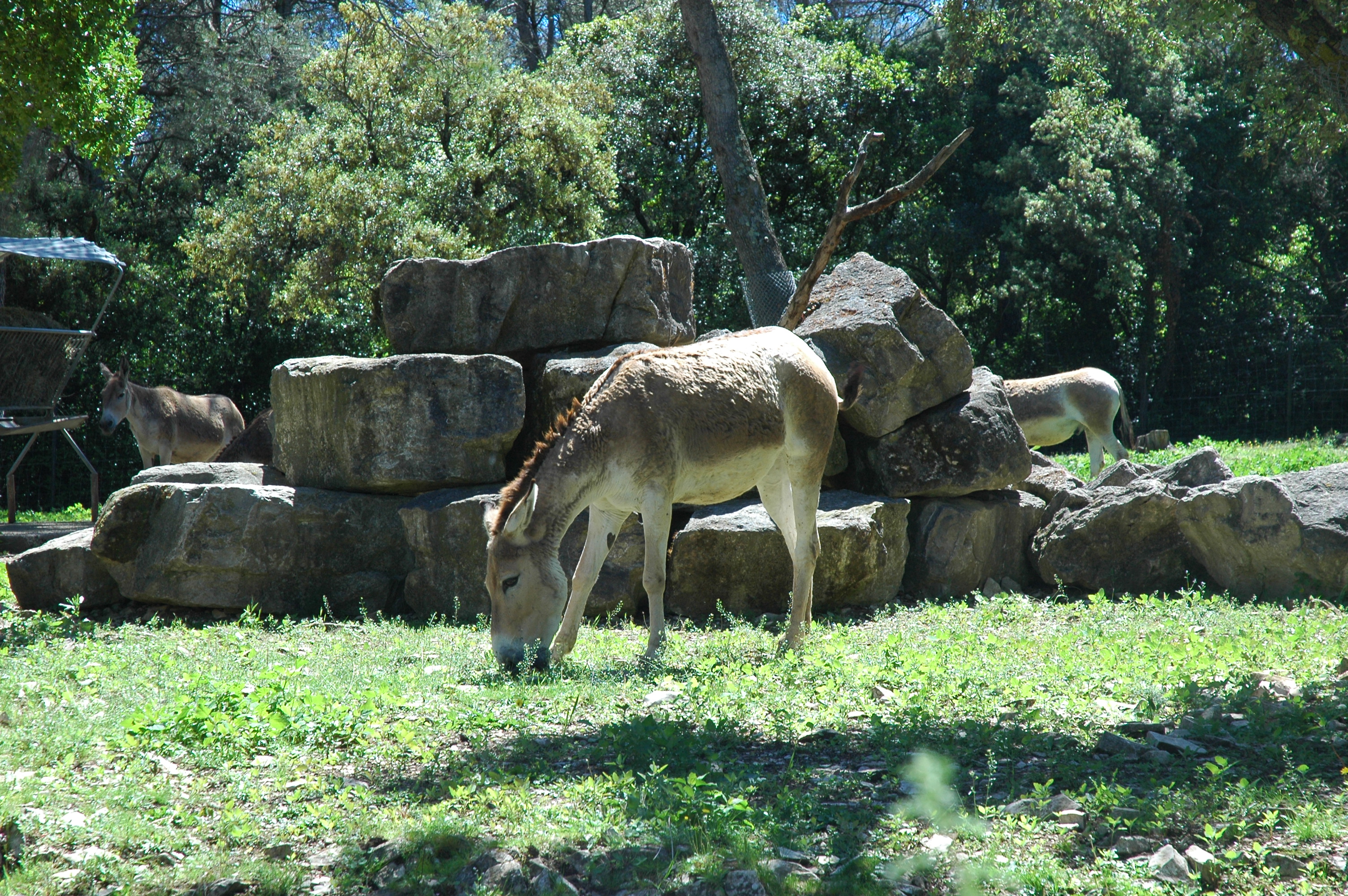 Montpellier Zoo Montpellier Tourist Attractions Tropter Com
