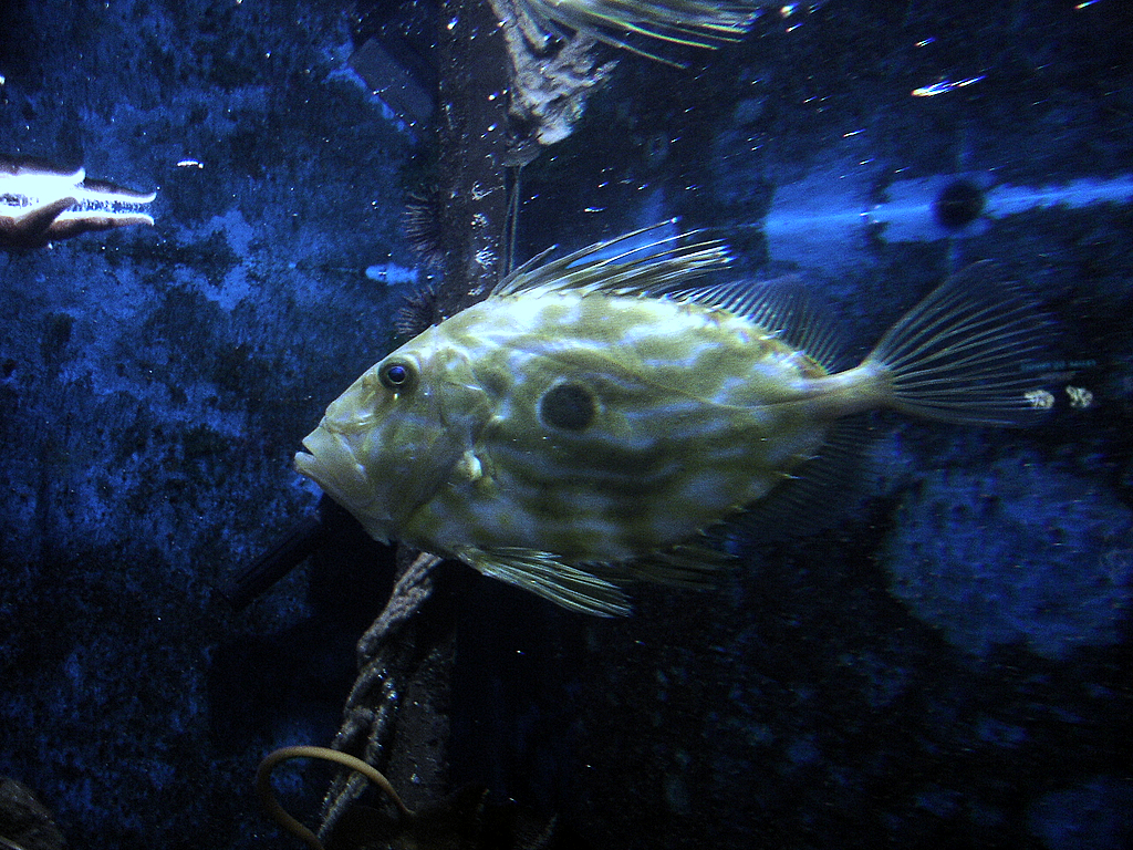 the aquarium in bergen bergen tourist attractions tropter com