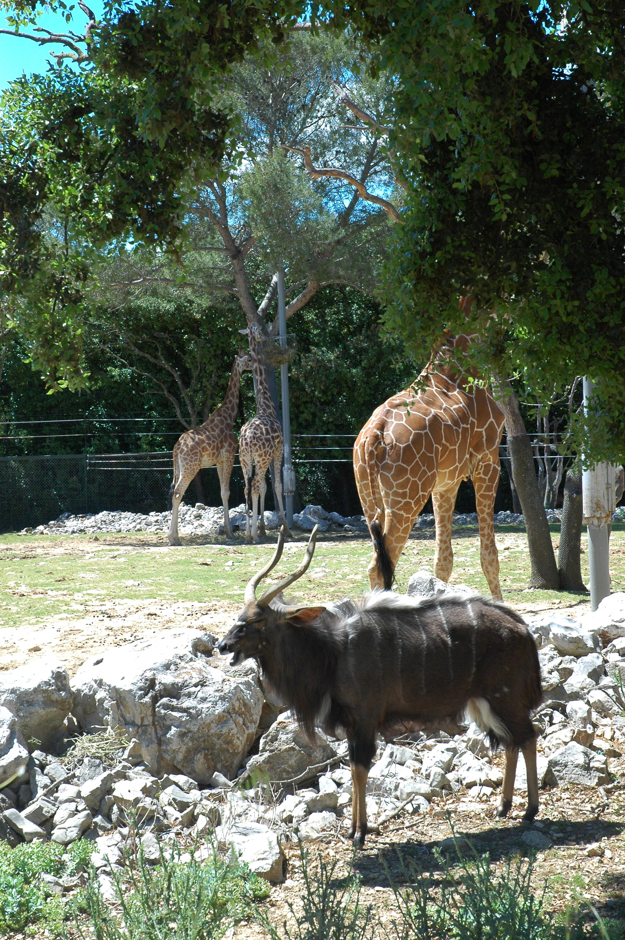 Montpellier Zoo Montpellier Tourist Attractions Tropter Com