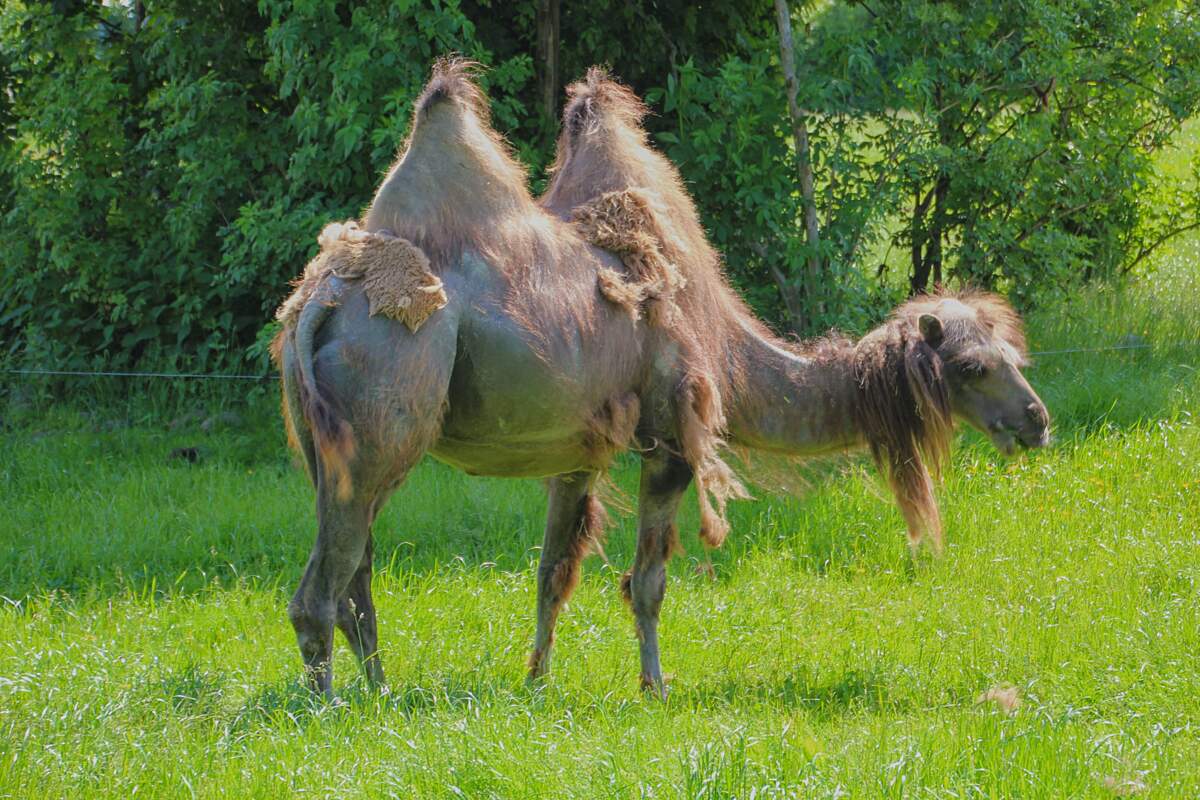 Camel.jpg 150 пикселей
