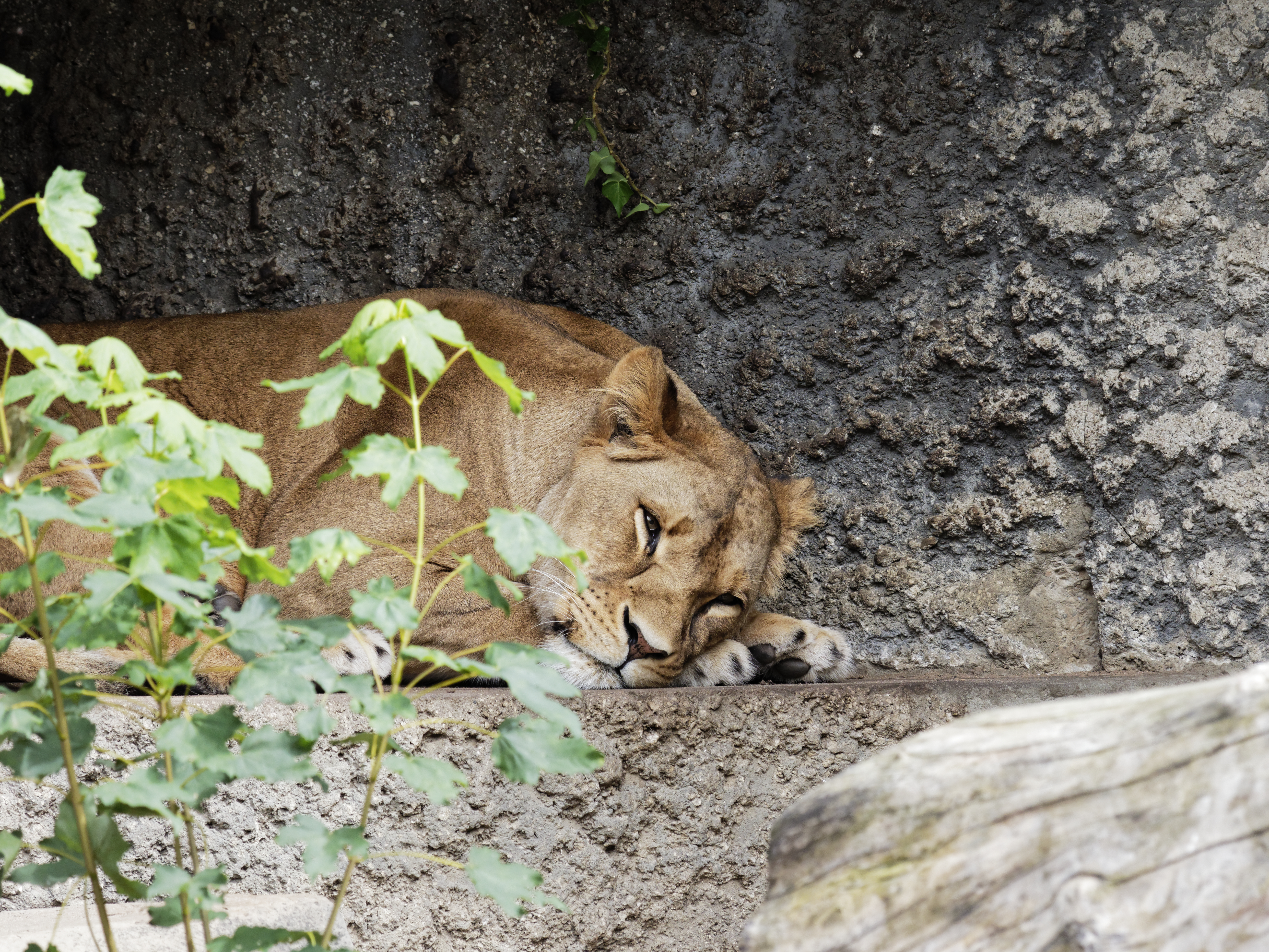 Artis Zoo Amsterdam Tourist Attractions Tropter Com
